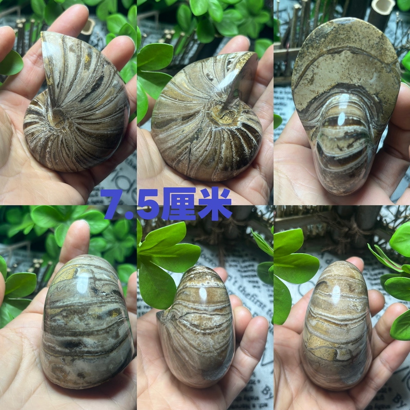 Madagascar Nautilus Ammonite Paleontology Fossil Madagascar Nautilus Ammonite Paleontology Fossil