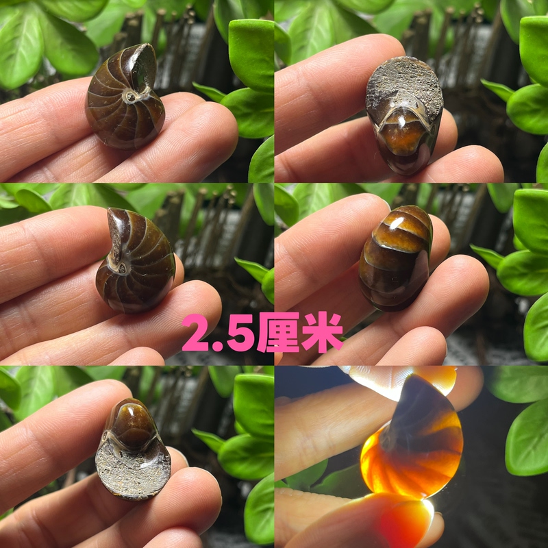 Ancient Marine Fossils from Madagascar Nautilus Fossil