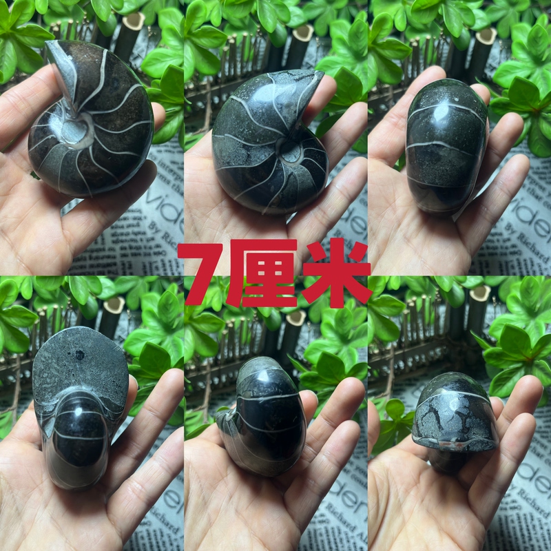 Madagascar Nautilus Fossil Ammonite