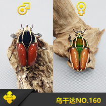 Ugandan Flower Beetle (NO 154~162) Larvae Tetragonal Insect Industry-Beetle Pet