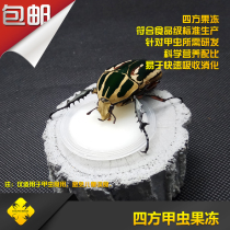 Beetle jelly Special insect Big pocket shovel nail Ant pet Wide mouth square maple Lactic acid high protein 5 get 1 free