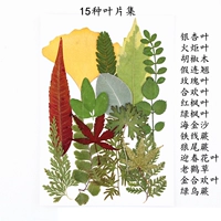 Коллекция листьев 2