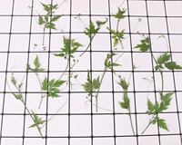 10 ветровых лодок