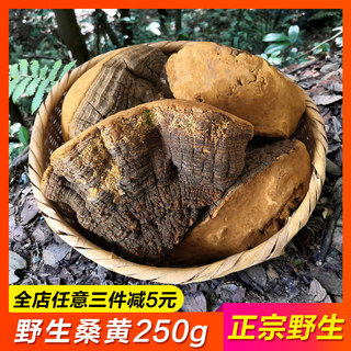 Authentic mulberry tree Morihuang Ganoderma pruned Changbai Mountain natural golden-edged yellow fungus can be cut into pieces