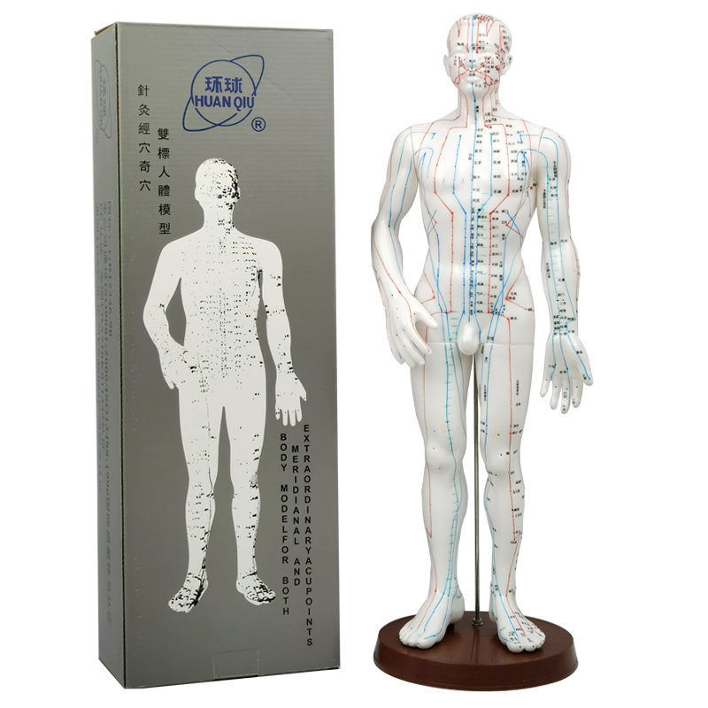 Traditional Chinese Medicine Meridians Acupuncture-Moxibustion Human Body Acupoint Model Massage Teaching 50cm Male And Female Small People Acupuncture Model Clear Words
