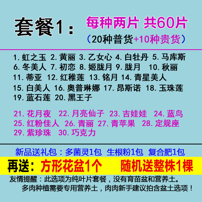 多肉叶片进口贵货叶插多肉植物叶片多肉种子桃蛋叶片新手套餐包邮