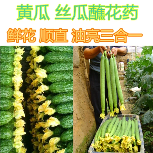 Огурец Loofah Duck Pill Pill Pill Plant Partner цветы цветы гладкие и осветляют огурцы, лафы, точка точки, чтобы получить бесплатную доставку