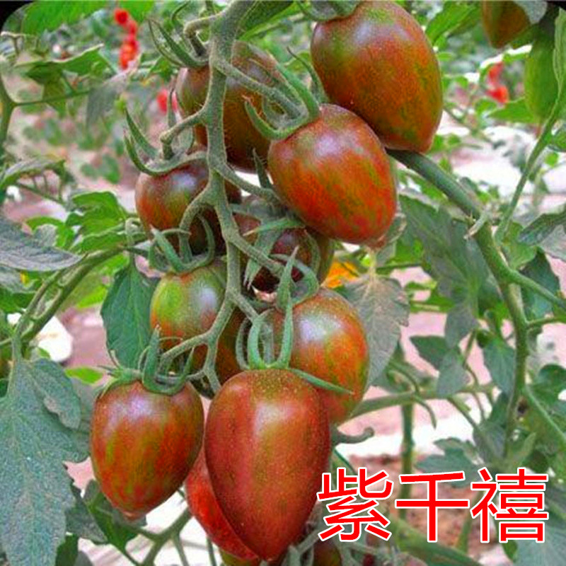 Cherry tomato seeds flower skin camouflage cherry tomatoes seeds purple black special vegetable seeds purple millennium