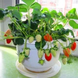 Семена кремового кремового крема