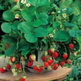 Семена кремового кремового крема