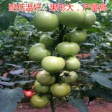 Семена семян томатов томатные семян Большой фрукты розовый холод -устойчивый