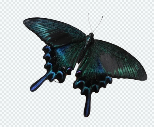 Зеленый пояс зеленый феникс бабочка личинки бабочки бабочка для яиц бабочка куколка гусеница шелковик ребенок