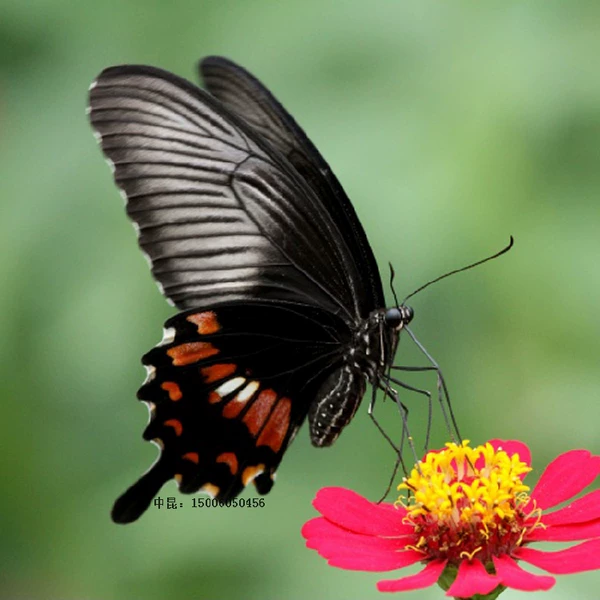 Товары от 中国昆虫