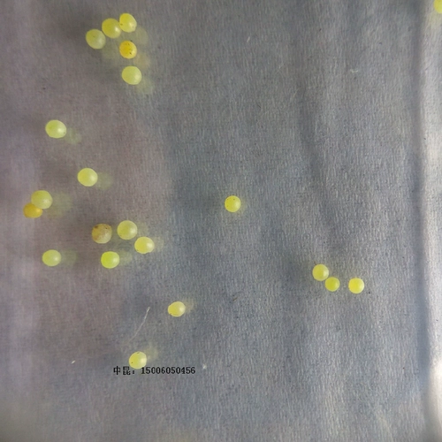 Зеленый пояс зеленый феникс бабочка личинки бабочки бабочка для яиц бабочка куколка гусеница шелковик ребенок