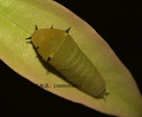 Зеленая порошка бабочка живой бабочки Большая бабочка плюс Matsus capylosa ilkworm дети Sugarbao Butterfly Egg