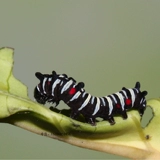 Dajiao Spa Butterfly Live Butterfly Larvae Butterfly Pupae Catcherpillar, Caterpillar Silkworr