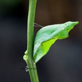 Нефритовый ремень Puch Diffeng Live Butterfly Bidge Butterfly Steller Bodhisattva metstical matsus шелкорный червя, детские яйца шелкота