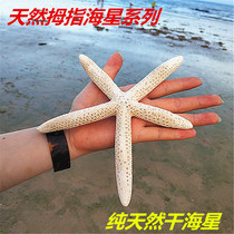 Natural Starfish Thumb Starfish Echinensis Five Finger Star Creative Design Scenery diy Wall Sticker Decoration