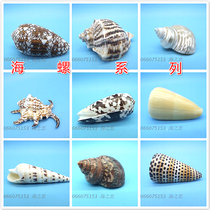 Natural conch roll tongue shell silver light snail creative ornaments fish tank aquarium landscaping decoration collection