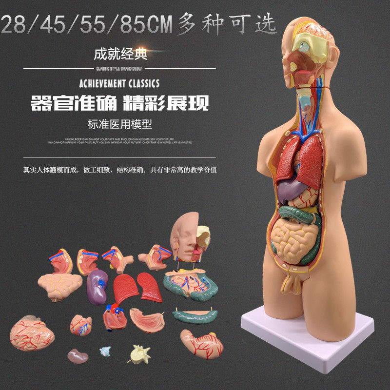 AnatomyTools.com 解剖学人体模型 AnatomyTools