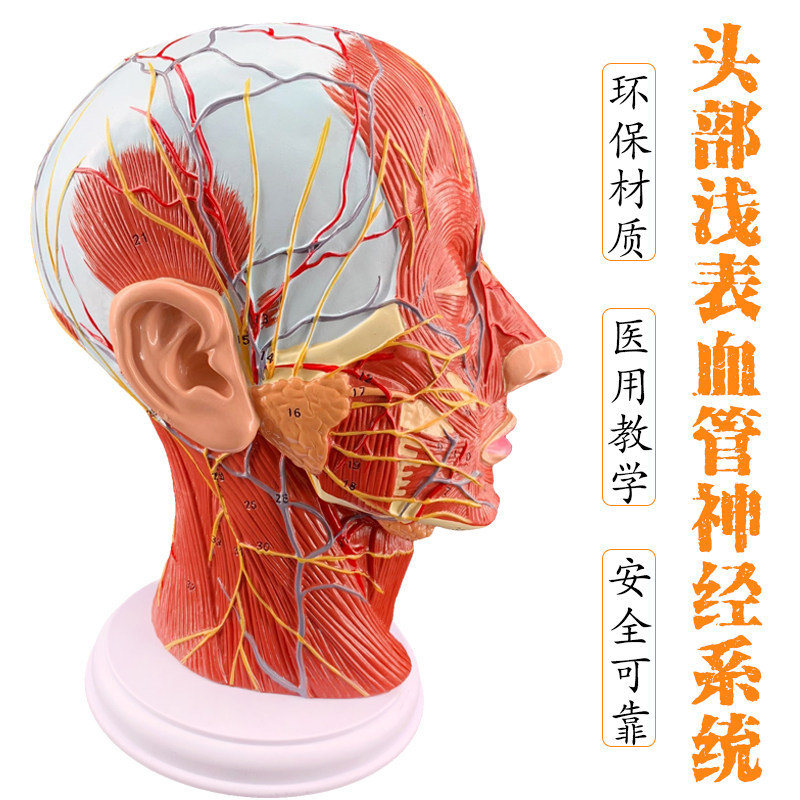 优模HS02人体头骨肌肉神经血管模型 美容面部神经解剖教学微整形医学模型