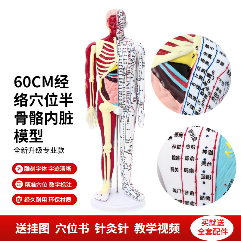 人体穴位针灸模型中医经络刻字高清晰60CM半肌肉骨骼半 经络模型