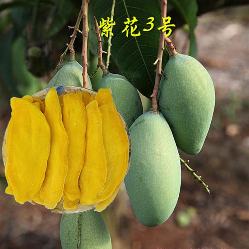 (partial acid)purple flower No 3 sour mango dried Guangxi Baise specialty 500 grams of a catty bag of snacks