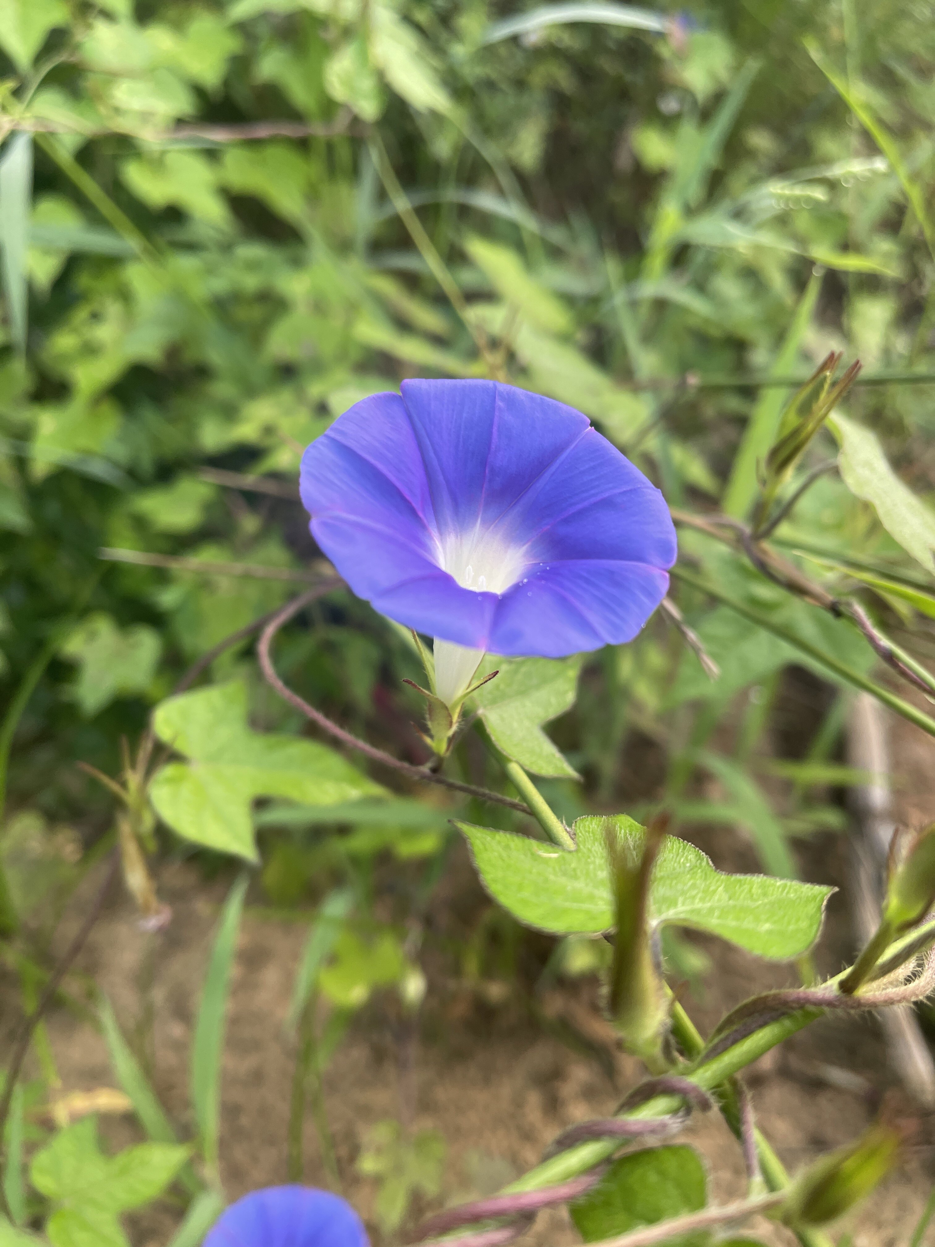 莱阳大芋头
