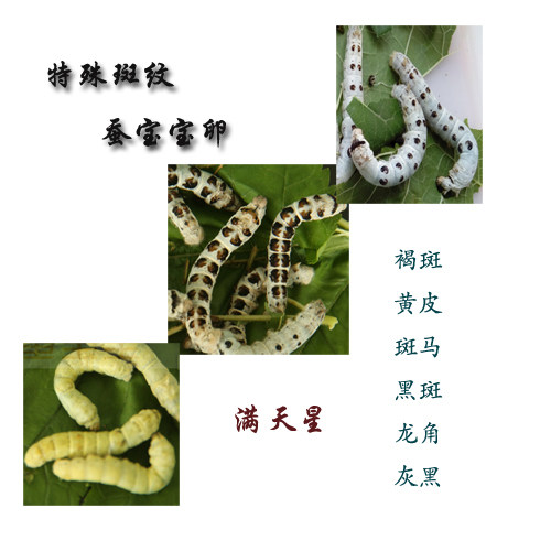 Rare breed Special speckles silkworms Eggs Gentian macronulated yellow Pie black tiger spotted with another small silkworm