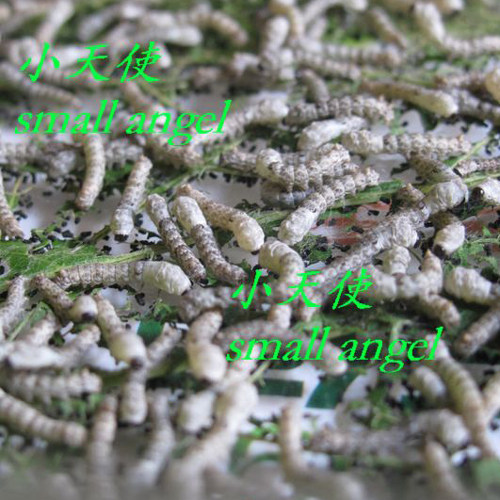 Natural colourful silkworm cocoon living silkworm small silkworm baby 10 packets of living variety Multiple physique strong health