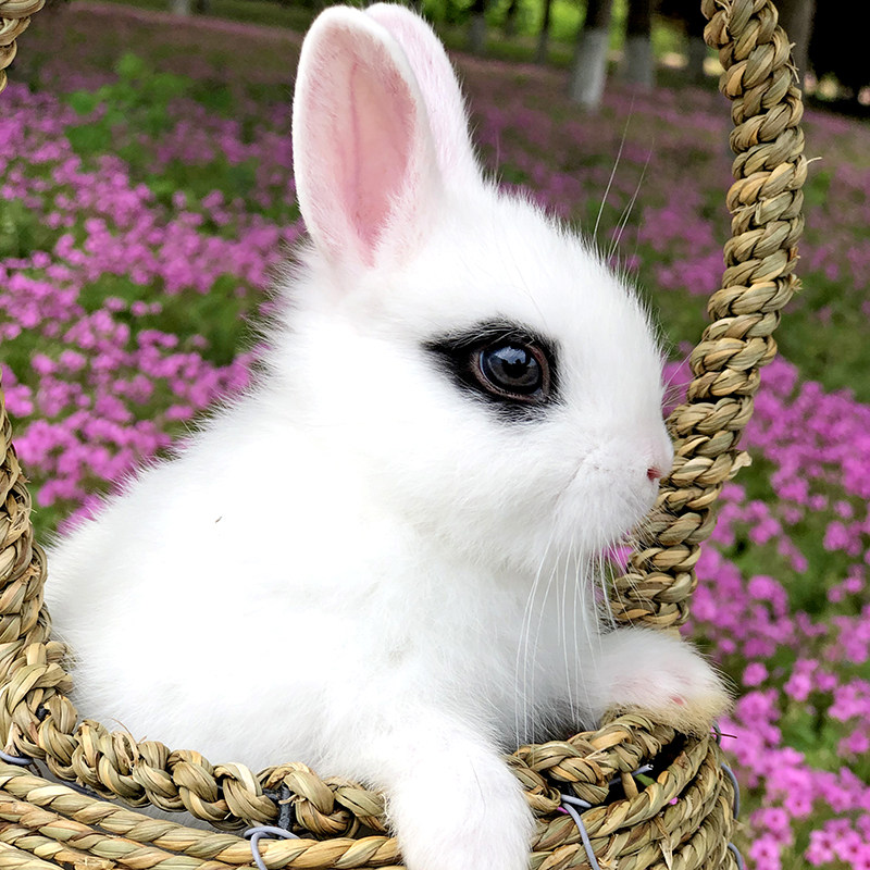 Small Rabbit living Things dwarf rabbit mini teacup rabbit living pure Dutch Dodge chirabbit small pet rabbit is not big