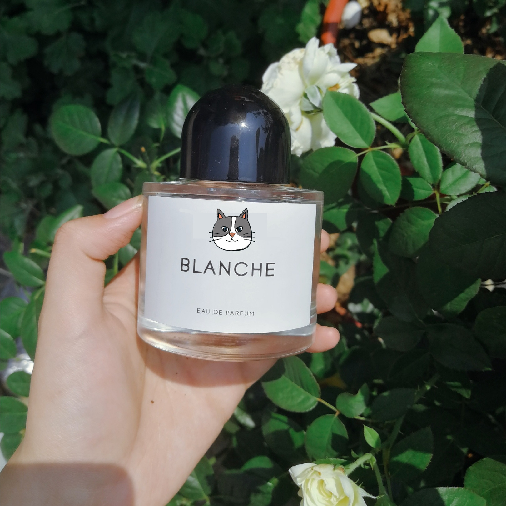 White romantic Super Cedar no man's land rose preface Library perfume trial bag Wanders' song desert