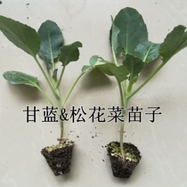 Cabbage song hua cai seedling cabbage green stem san hua purple cabbage family potted large area planting broccoli seedlings