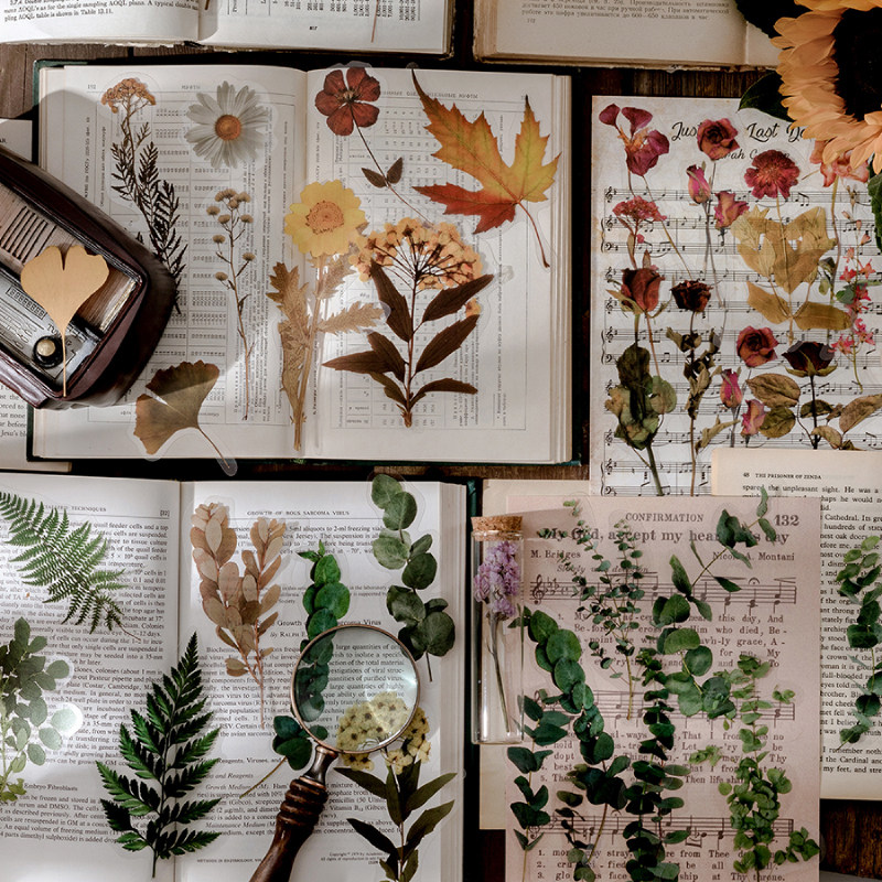 Original PET large sticker plant specimen book series retro transparent decorative paper specimen dried flower fern Eugali