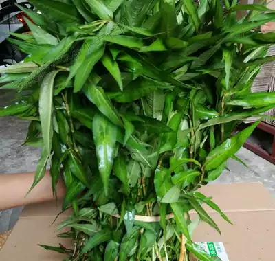 Yunnan fragrant willow cabbage leaves fresh wild laksa leaf fish raw grass Lasha leaf Dai seasoning coriander seasoning