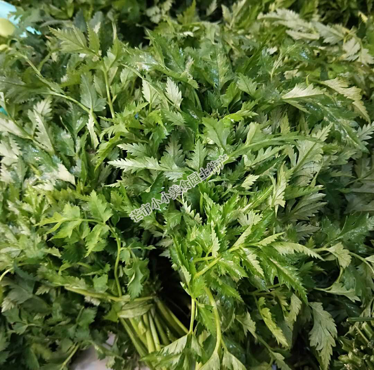 Yunnan Dehong Fresh Vegetables Sichuan Fragrant Leaf Beef Spices accessories Herbs Herbs herbs Hemlock Leaf Hemlock Vegetable 250 gr
