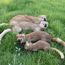 Leather simulation WEASEL simulation animal toy doll model ornaments photography props specimen props