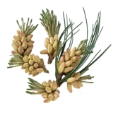 Свежий порошок сосновой сосны Чанбай теперь принимает 500 граммов беспрепятственных цветов сосновой точки, бесплатная доставка