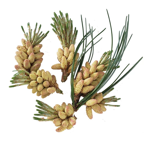 Свежий порошок сосновой сосны Чанбай теперь принимает 500 граммов беспрепятственных цветов сосновой точки, бесплатная доставка