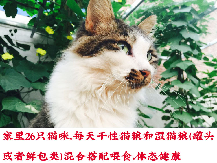 Mì nhỏ tự nhiên mèo thức ăn tự chế mèo thức ăn mèo gạo cá biển hương mèo phổ quát 2,5kg quốc gia - Cat Staples thức ăn cho mèo