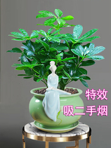 Tobacco second-hand smoke deodorization plant static air-purifying flowers to absorb smoke-flavored plant potted plants