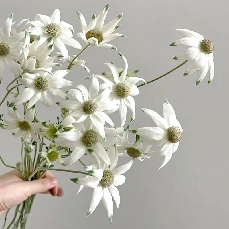 Edelweiss Flannel High-End Floral Materials, Fresh Flower Delivery, Home Vase Flower Arrangement, Floral Bouquet, Free Shipping for Two Bundles in Jiangsu, Zhejiang, Shanghai, and Anhui