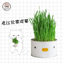 Cat grass barley wheat rye seed nutrient soil planting set to remove hair ball cat snacks cat supplies