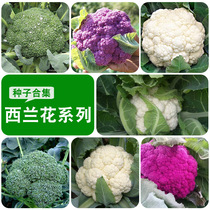 Summer Four Seasons Farmhouse Courtyard Vegetables West Blue Flower Seeds Green Blossom Broccoli Seeds