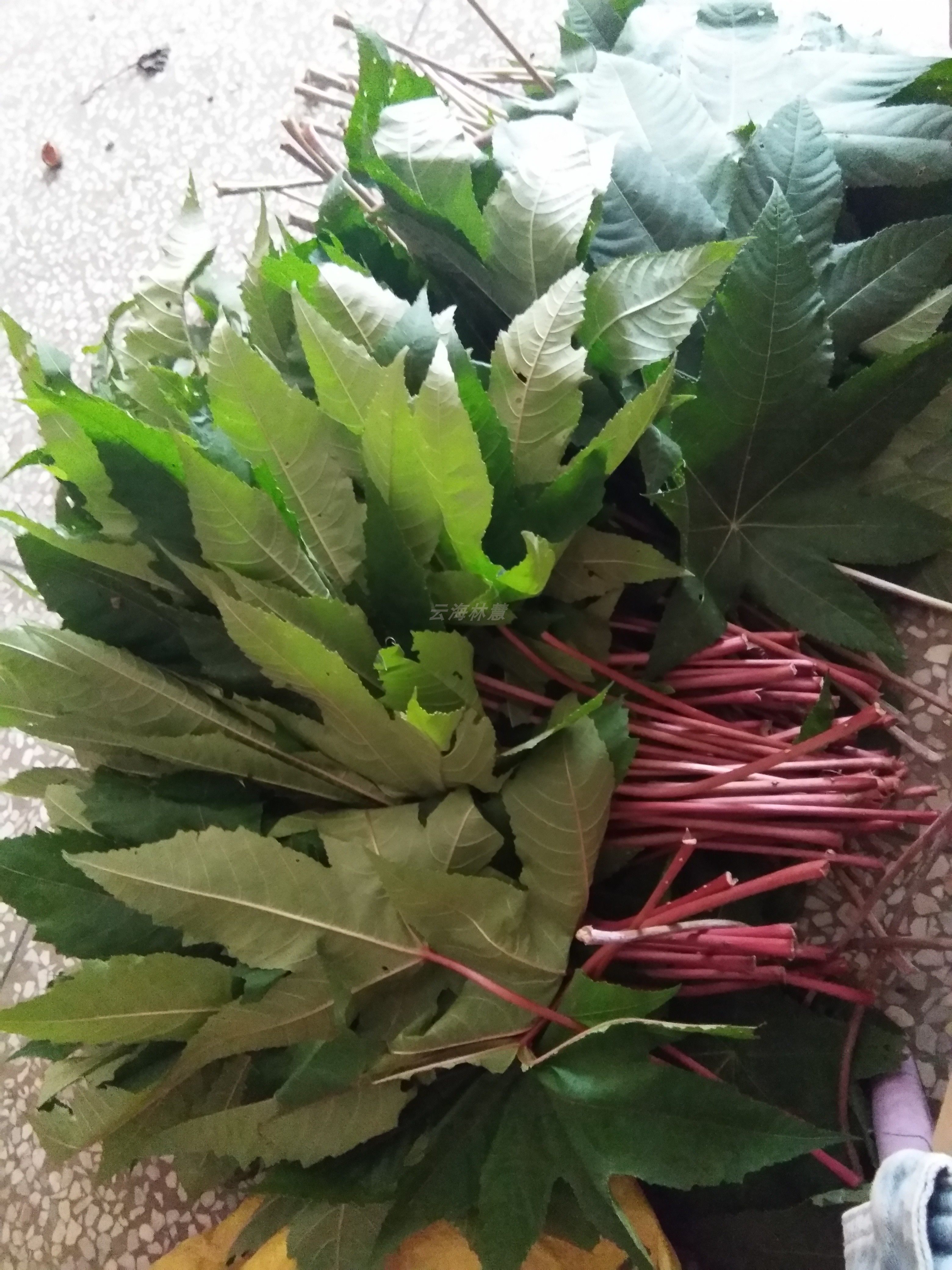 Guangxi Grate Hemp Leaf Red Castor red grate Castor Leaf Fresh Castor root Red Grate Leaf rural red stalk Castor Leaf-Taobao