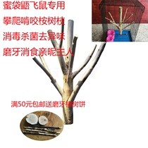 Eucalyptus branches Eucalyptus leaves Pet decoration Dense kangaroo Flying mouse Honey Glider Toy Bark stick Honey Glider climbing