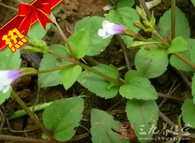 Fresh wild Chinese herbal medicine, grass, grass, snake, Air pain, grass, square grass, Chinese herbal medicine, herbal tea