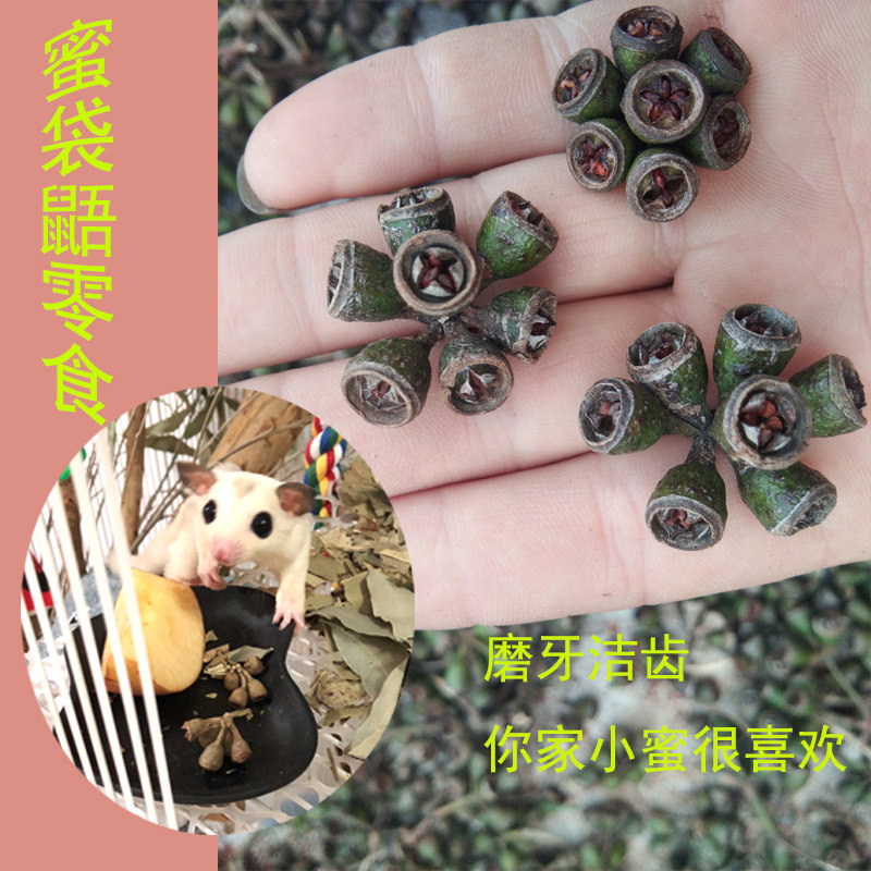 Australian kangaroo food blue eucalyptus fruit seed honeyukangutucle pet pasta eucalyptus tree infidelity tree