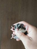 Year Goods Small Flying Squirrel Toy Pet Grindle Eucalyptus Eucalyptus Eucalyptus eucalyptus Eucalyptus pitchfork Honey Bag Squirrel-Exotic Bag Climbing Pole