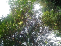 Mountain Ribao Chinese herbal medicine Sour Yang Peach Wild Acid Poplar Parasitism